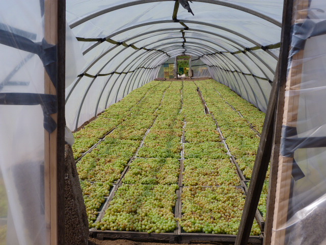 Rosinierung Passito di Pantelleria im Tunnel