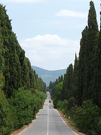 Bolgheri Zypressenallee