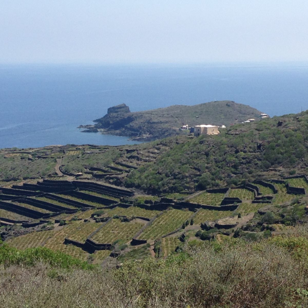 Pantelleria vigneti