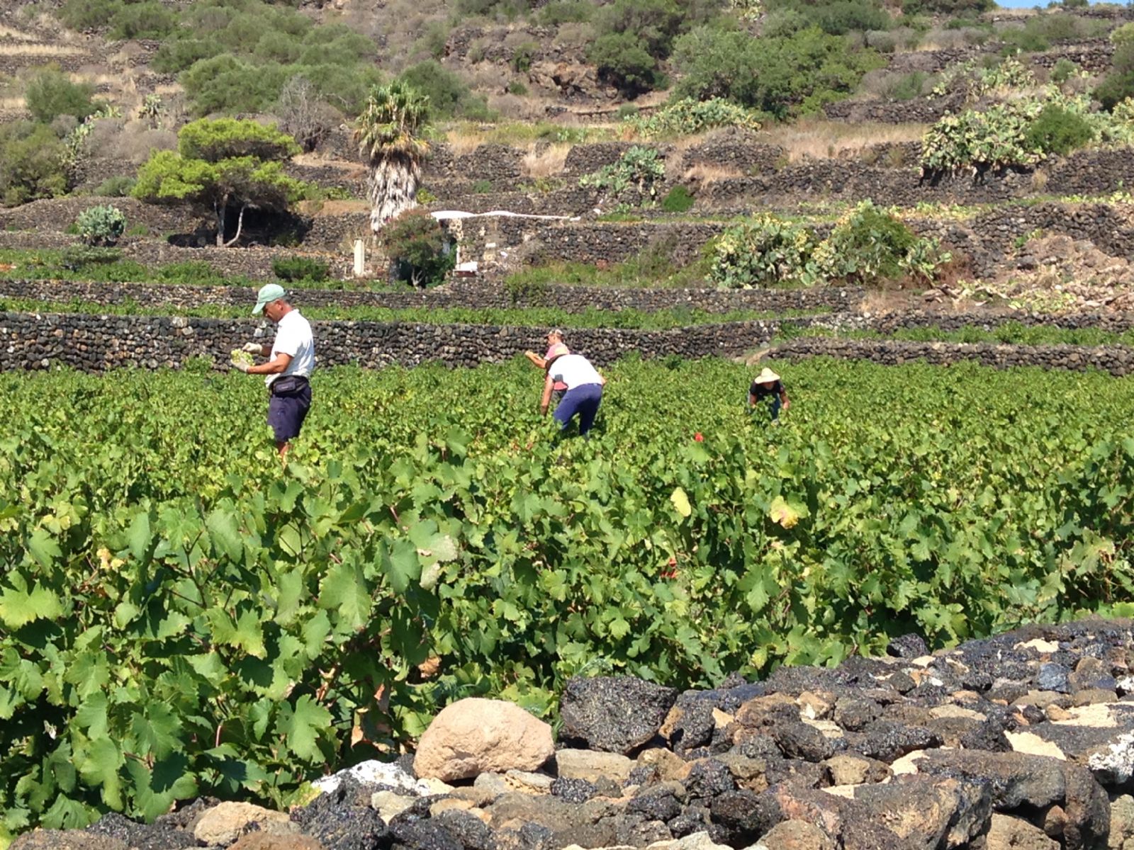 Donnafugata vendemmia