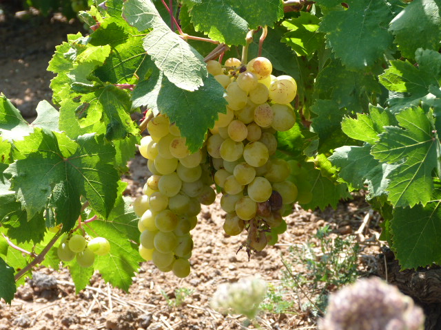 Zibibbo Pantelleria