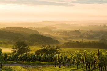 Weinberge Deutschland