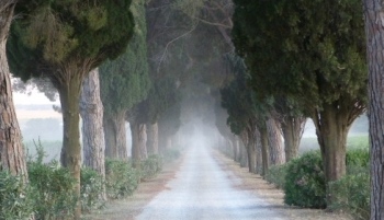 Cipressi Toscana