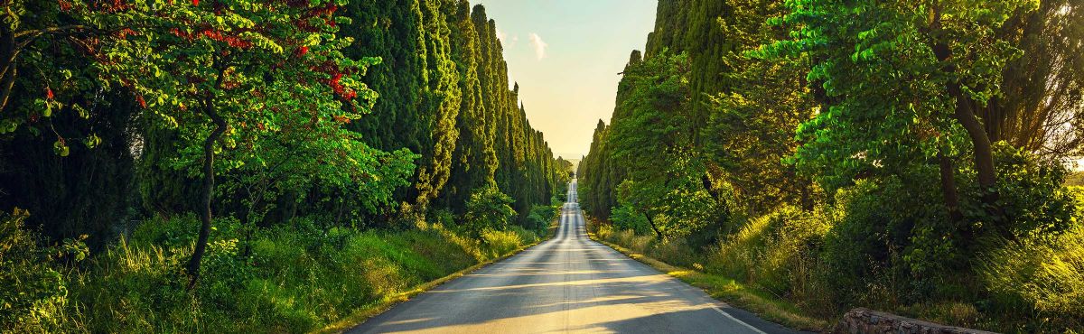 Bolgheri Viale dei Cipressi