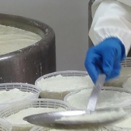 Käse Herstellung