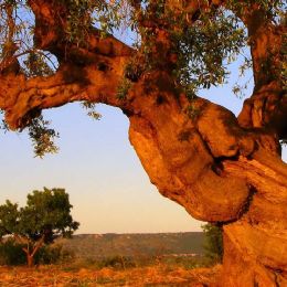 old olive tree