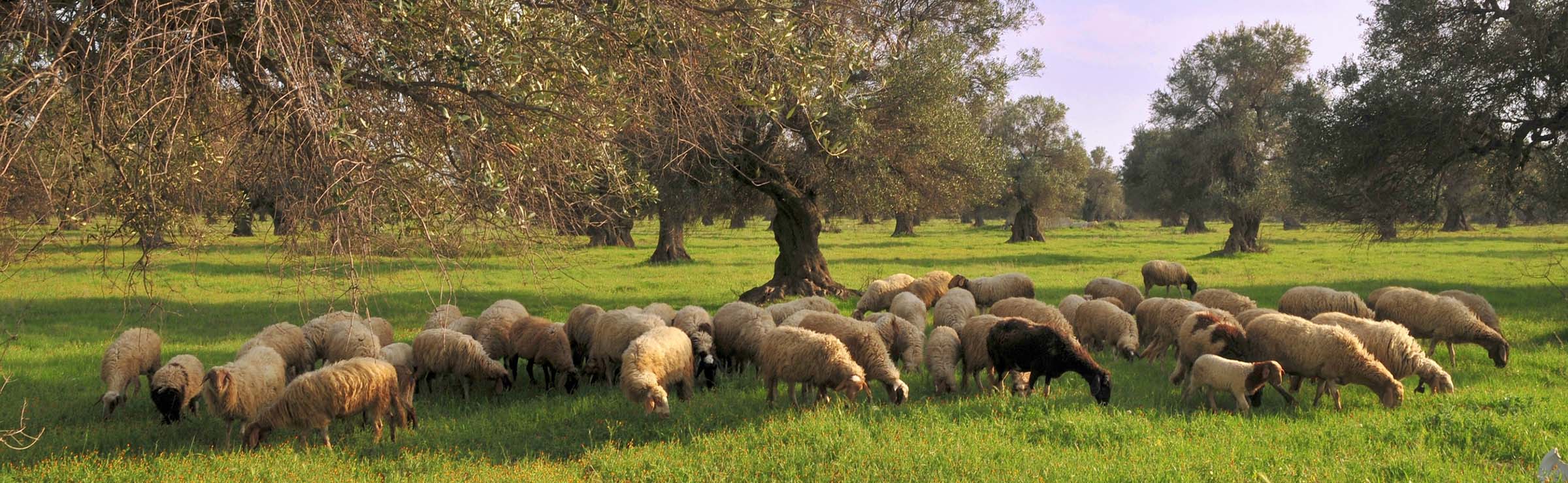 pecore Toscana